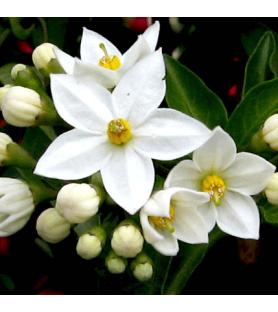 Orange Flowers 4034 Natural flavour